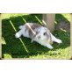 Mini Lop - männlich