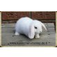 Mini Lop - männlich