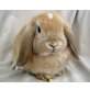 Mini Lop - männlich