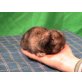Mini Lop - männlich