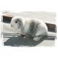 Mini Lop - männlich