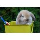 Mini Lop - männlich