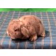 Mini Lop - weiblich