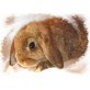 Mini Lop - weiblich