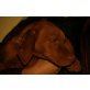 Mini, Magyar Vizsla - Hündin