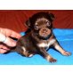 Mini,Maylo, Chihuahua langhaariger Schlag Welpen - Hündin