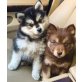 Mini Pomsky - Hündin