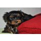 Mini SPALT Yorkshire Terrier Welpen - Hündin