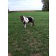 Mini Shetland Pony, Shetland Pony - Stute