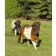 Mini Shetland Pony, Shetland Pony - Stute