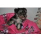 Mini Spalt Biewer Yorkshire Terrier - Rüde