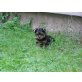 Mini Yorki, Yorkshire Terrier - Hündin