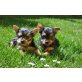 Mini Yorkshire Terrier - Hündin