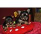 Mini Yorkshire Terrier - Hündin