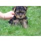 Mini, Yorkshire Terrier - Hündin