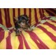 Mini Yorkshire Terrier Welpen - Hündin