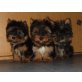 Mini Yorkshire Terrier Welpen - Rüde