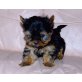 Mini Yorkshire Terrier Welpen - Rüde