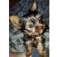 Mini , Yorkshire Terrier Welpen - Rüde