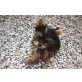 Mini Yorkshire Terrier  Welpen - Rüde