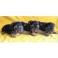 Mini Yorkshire Terrier Welpen Welpen - Rüde