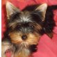 Mini Yorkshire Terrier, Yorkshire Terrier - Hündin