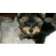 Mini Yorkshire Terrier , Yorkshire Terrier Welpen - Hündin
