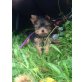 Mini Yorkshire Terrier , Yorkshire Terrier Welpen - Rüde