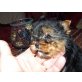 Mini Yorkshire Terrier und Extra Mini Yorkshi Welpen - Rüde