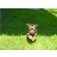 Mini Yorkshire Terrier vom Paradise Garten - Hündin