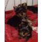 Mini Yorkshire, Yorkshire Terrier - Rüde
