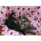 Mini Yorkshireterrier Udina mit AT, Yorkshire Terrier - Hündin