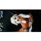 Mini chihuahua&toy Pudel mix Welpen - Hündin
