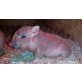 Mini schweine