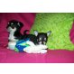 Mini und Bifi, Chihuahua kurzhaariger Schlag Welpen - Hündin