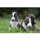 Miniatur Bullterrier - Hündin