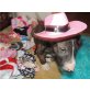 Miniatur Bullterrier - Hündin