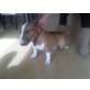 Miniatur Bullterrier - Rüde