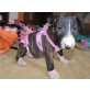 Miniatur Bullterrier - Rüde