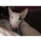Miniatur Bullterrier - Rüde