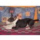 Miniatur Bullterrier Welpen - Rüde