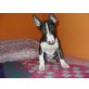 Miniatur Bullterrier Welpen - Rüde