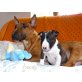 Miniatur Bullterrier Welpen - Rüde