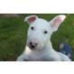 Miniatur Bullterrier Welpen suchen ein Zuhaus, Miniatur Bullterrier Welpen - Rüde