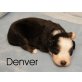 Miniature Australian Shepherd Dog Welpen - Rüde