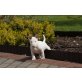 Miniature Bullterrier Welpen, Miniatur Bullterrier - Rüde