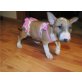 Miniature bullterrier Welpen.., Miniatur Bullterrier - Rüde