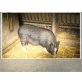Minihängebauchschwein - männlich