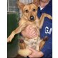 Minimax, Mops-Sheltie-Mix - Rüde