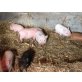 Minipig Mix - weiblich